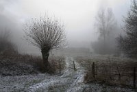 95 - PRAIRIE ENNEIGEE - GILLIOT MICHEL - belgium <div : 2016, Gussignies, arbre, neige, paysage, prairie